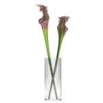 Bouquet of Sarracenia flowers in a vase 180