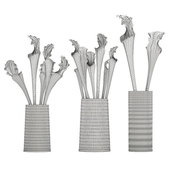 Bouquet of Sarracenia flowers in a vase 180