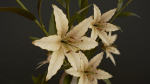 Bouquet with Lilies - PBR Game Ready