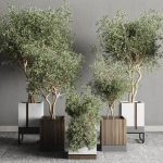 Box pot plant and tree shrub bush indoor plant set