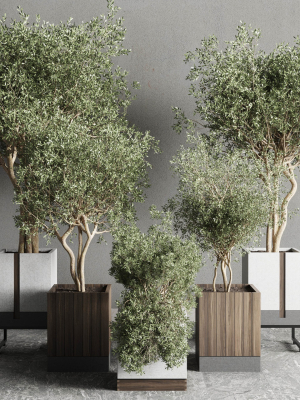 box-pot-plant-and-tree-shrub-bush-indoor-plant-set-3d-model-max-obj-3ds-fbx
