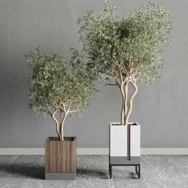 Box pot plant and tree shrub bush indoor plant set