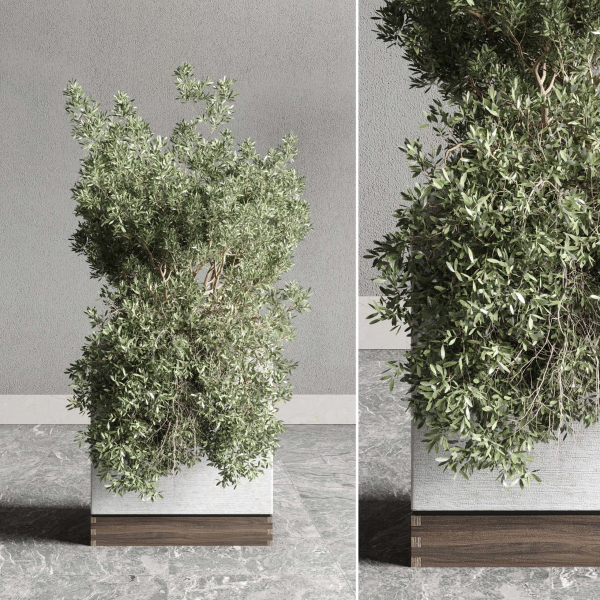 Box pot plant and tree shrub bush indoor plant set