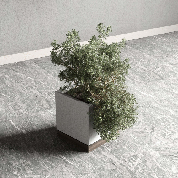 Box pot plant and tree shrub bush indoor plant set