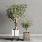 Box pot plant and tree shrub bush indoor plant set