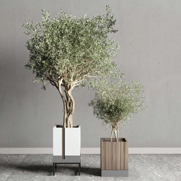 Box pot plant and tree shrub bush indoor plant set