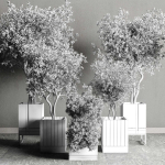Box pot plant and tree shrub bush indoor plant set