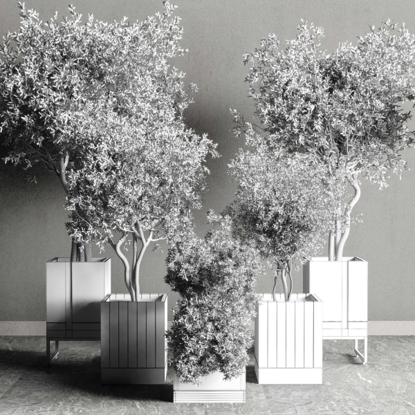 Box pot plant and tree shrub bush indoor plant set