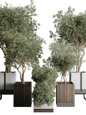Box pot plant and tree shrub bush indoor plant set