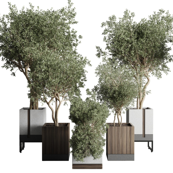 Box pot plant and tree shrub bush indoor plant set
