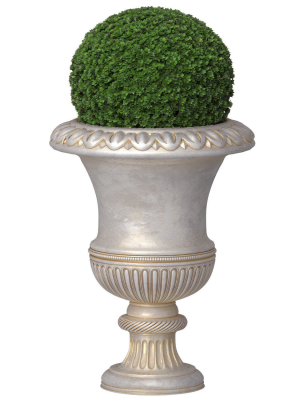 Boxwood in a classical vase for facade decoration