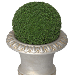 Boxwood in a classical vase for facade decoration