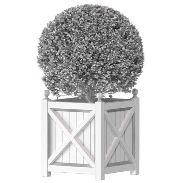 Boxwood in a garden planter Front Entrance Tree