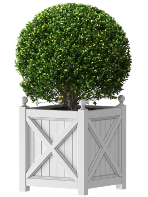 Boxwood in a garden planter Front Entrance Tree