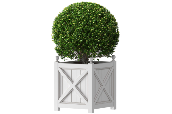 Boxwood in a garden planter Front Entrance Tree
