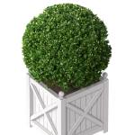 Boxwood in a garden planter Front Entrance Tree