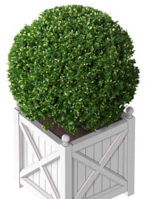 boxwood-in-a-garden-planter-front-entrance-tree-3d-model-937dd00e89