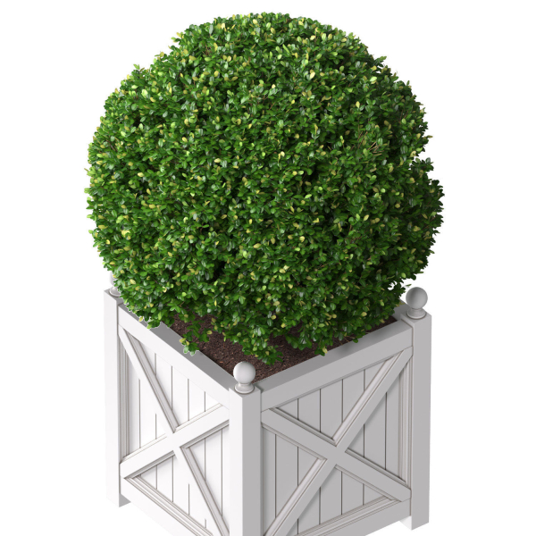 Boxwood in a garden planter Front Entrance Tree