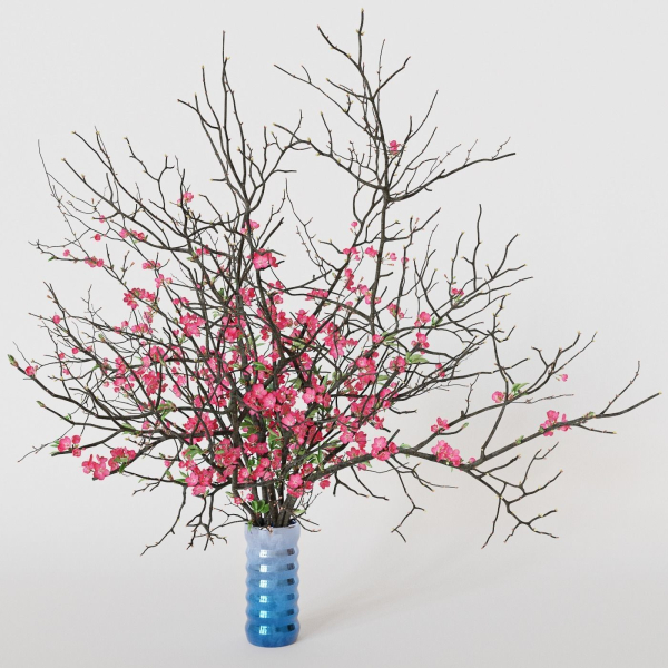 branches cherry flowers