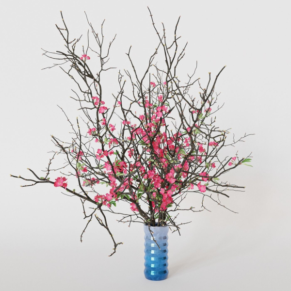 branches cherry flowers
