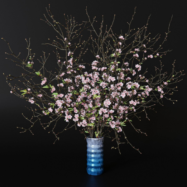 branches cherry flowers
