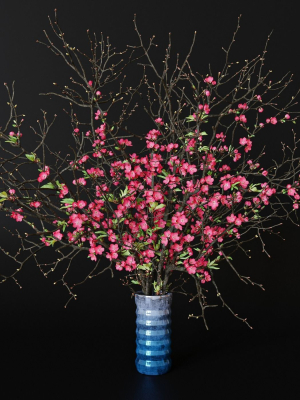 branches cherry flowers