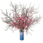 branches cherry flowers