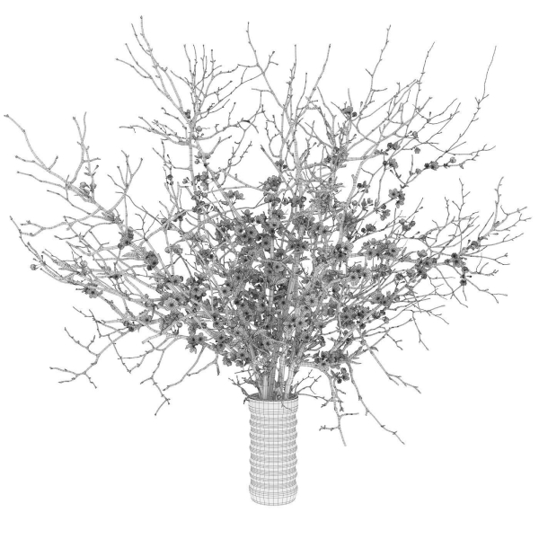 branches cherry flowers