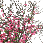 branches cherry flowers