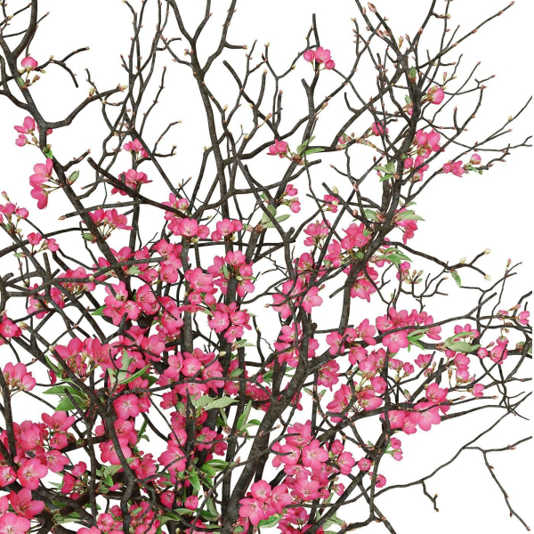 branches cherry flowers
