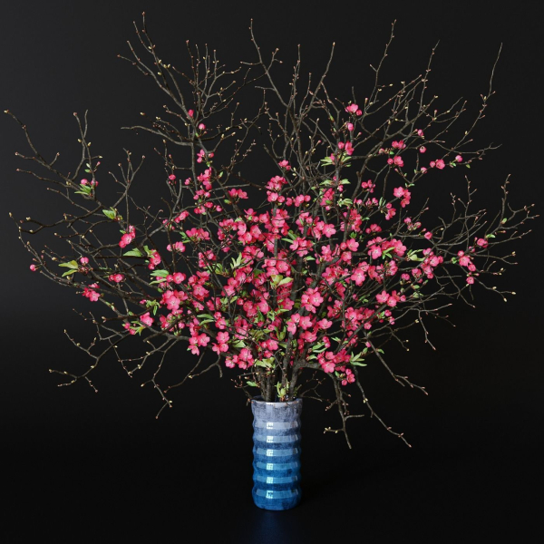 branches cherry flowers