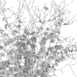 branches cherry flowers