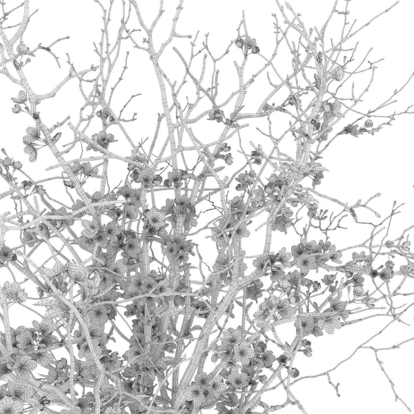 branches cherry flowers