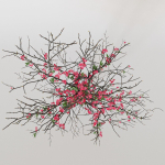 branches cherry flowers