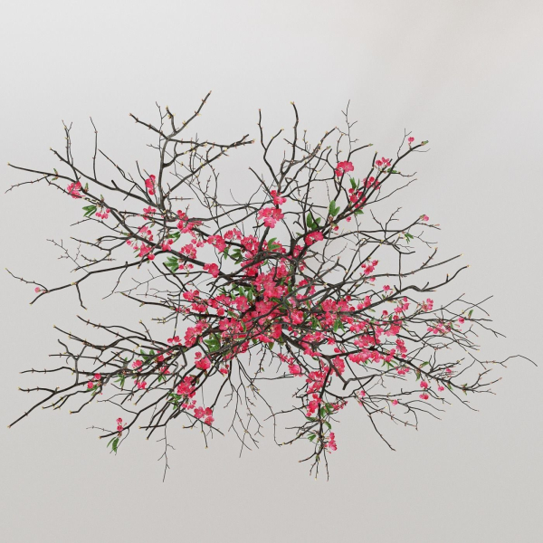branches cherry flowers