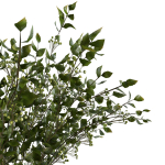 Branches in a vase 008