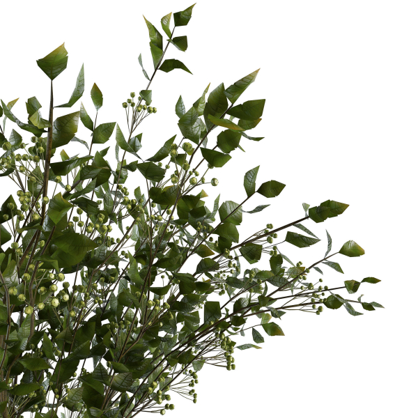 Branches in a vase 008