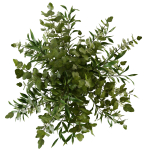 Branches in a vase 010