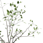 Branches plant with galss vase white bouquet 22