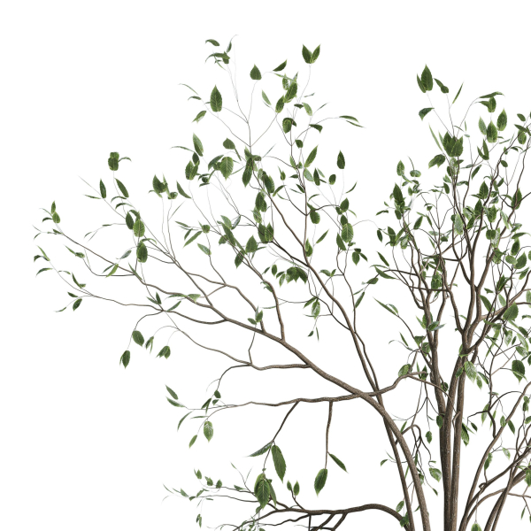 Branches plant with galss vase white - bouquet 24