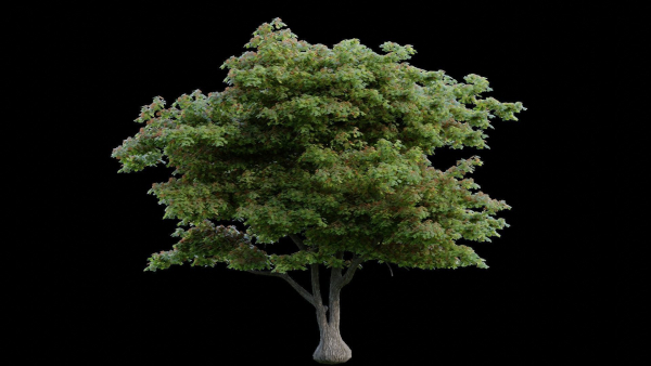 British Forest 3d Scene