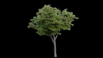 British Forest 3d Scene