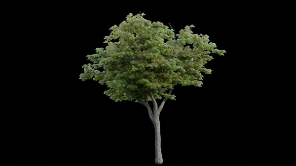 British Forest 3d Scene