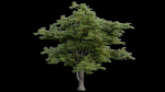 British Forest 3d Scene