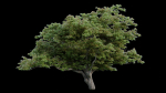 British Forest 3d Scene