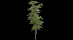 British Forest 3d Scene