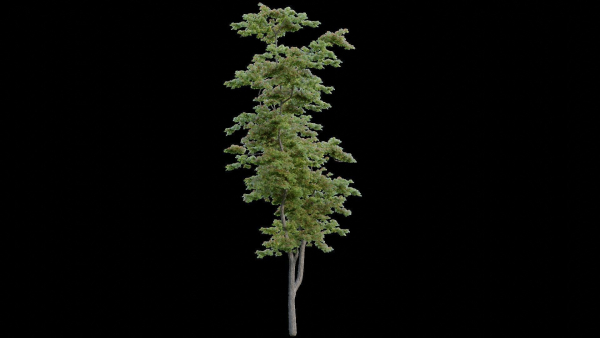 British Forest 3d Scene