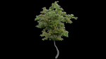 British Forest 3d Scene