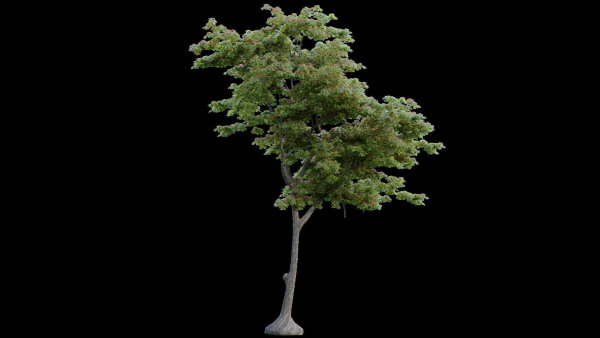 British Forest 3d Scene