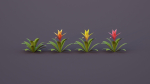 Bromeliad Tropical Flowers